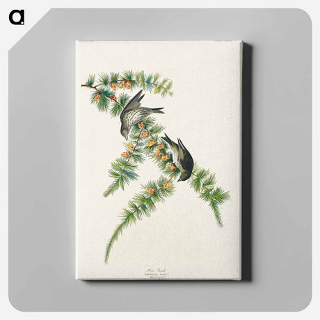 アートパネル-Pine Finch from Birds of America
 - アメリカの鳥たち Canvas.