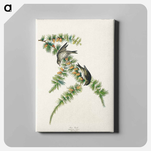 アートパネル-Pine Finch from Birds of America
 - アメリカの鳥たち Canvas.