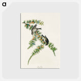 アートポストカード-Pine Finch from Birds of America
 - アメリカの鳥たち Postcard.