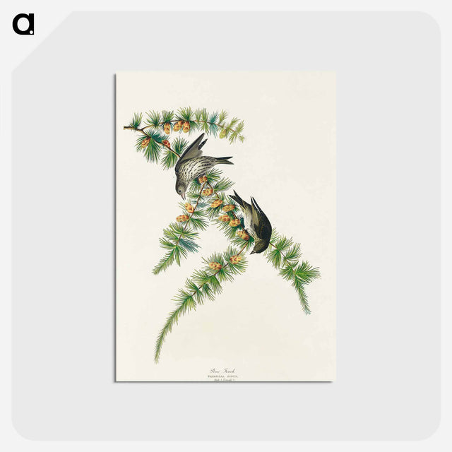 アートポストカード-Pine Finch from Birds of America
 - アメリカの鳥たち Postcard.