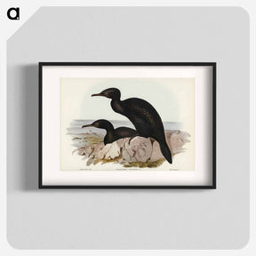 アートポスター-Groove-billed Cormorant
 - オーストラリアの鳥 Poster.