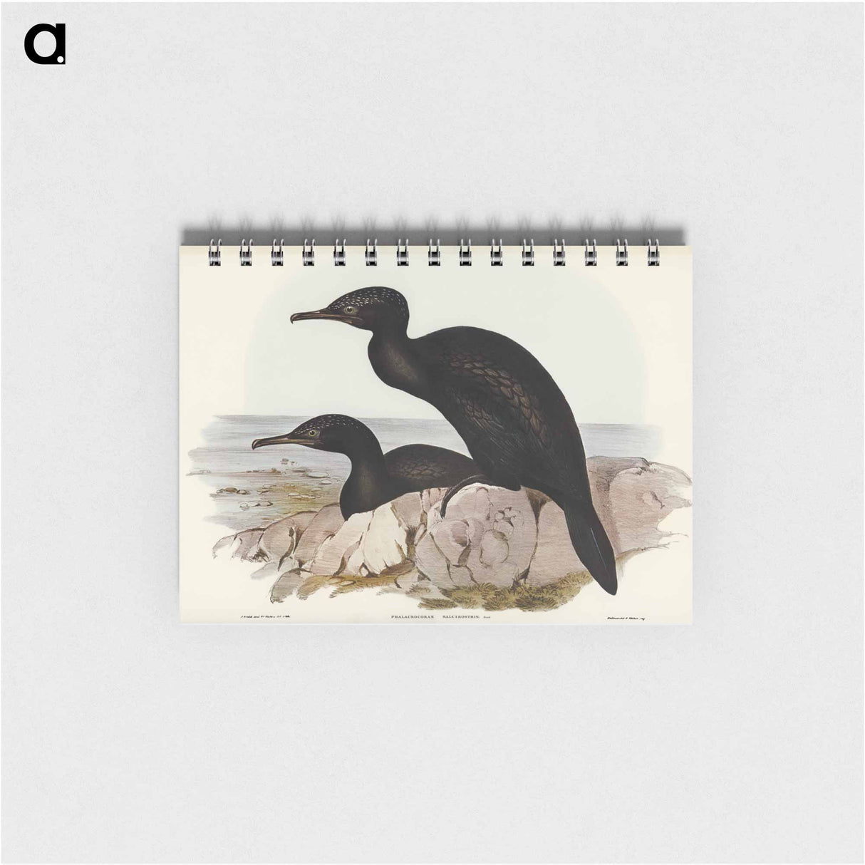 アートメモ帳-Groove-billed Cormorant
 - オーストラリアの鳥 Memo.