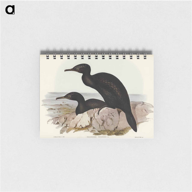 アートメモ帳-Groove-billed Cormorant
 - オーストラリアの鳥 Memo.