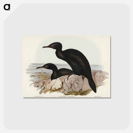 アートポストカード-Groove-billed Cormorant
 - オーストラリアの鳥 Postcard.