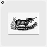 アートポストカード-Victorian Goat Engraving
 - 大英図書館 Postcard.
