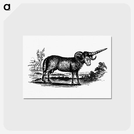 アートポストカード-Victorian Goat Engraving
 - 大英図書館 Postcard.