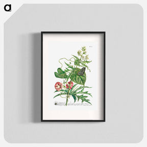 アートポスター-Plantae et papiliones rariores: No. 7–Abutilon or Talini's Pink
 - クリーブランド美術館 Poster.