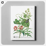 アートパネル-Plantae et papiliones rariores: No. 7–Abutilon or Talini's Pink
 - クリーブランド美術館 Canvas.