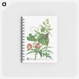 アートメモ帳-Plantae et papiliones rariores: No. 7–Abutilon or Talini's Pink
 - クリーブランド美術館 Memo.
