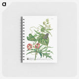 アートメモ帳-Plantae et papiliones rariores: No. 7–Abutilon or Talini's Pink
 - クリーブランド美術館 Memo.