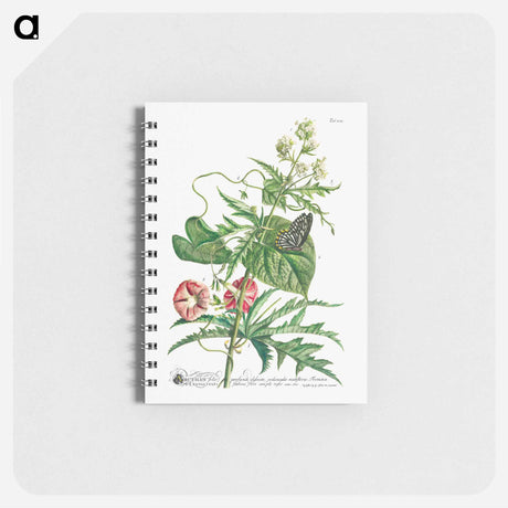 アートメモ帳-Plantae et papiliones rariores: No. 7–Abutilon or Talini's Pink
 - クリーブランド美術館 Memo.