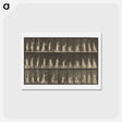アートポストカード-Animal Locomotion
 - エドワード マイブリッジ Postcard.
