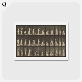 アートポストカード-Animal Locomotion
 - エドワード マイブリッジ Postcard.