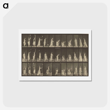 アートポストカード-Animal Locomotion
 - エドワード マイブリッジ Postcard.