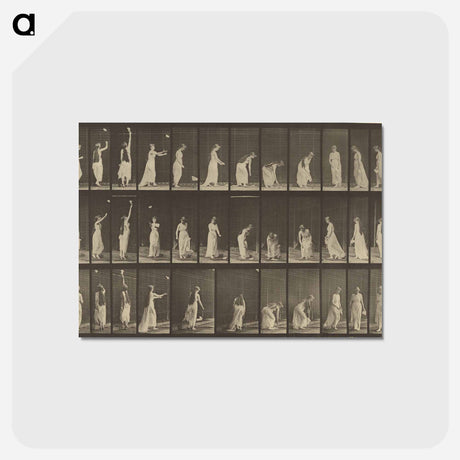 アートポストカード-Animal Locomotion
 - エドワード マイブリッジ Postcard.