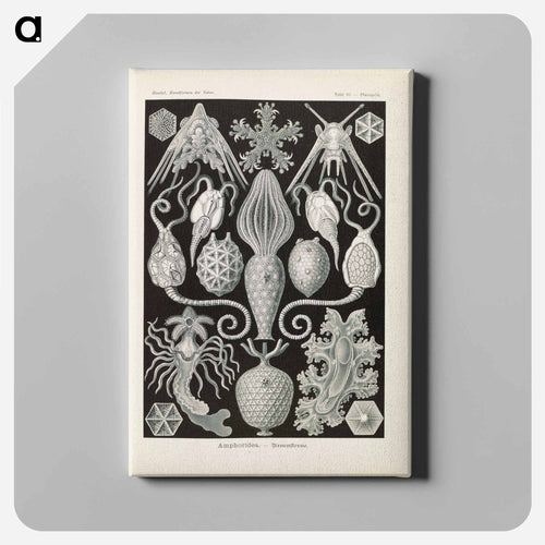 Marine life illustration - エルンスト ヘッケル Canvas.