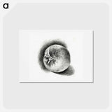 アートポストカード-Apple - ジャン ベルナール Postcard.
