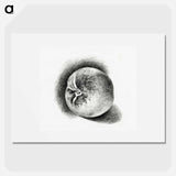 Apple - ジャン ベルナール Poster.