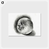 アートポストカード-Apple - ジャン ベルナール Postcard.