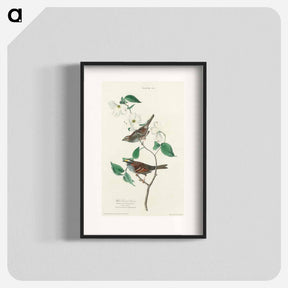 アートポスター-White-throated Sparrow
 - ジョン ジェームス オーデュボン Poster.