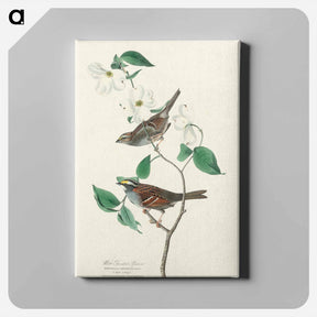 アートパネル-White-throated Sparrow
 - ジョン ジェームス オーデュボン Canvas.