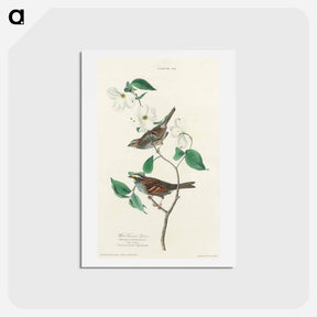 アートポストカード-White-throated Sparrow
 - ジョン ジェームス オーデュボン Postcard.