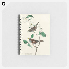 アートメモ帳-White-throated Sparrow
 - ジョン ジェームス オーデュボン Memo.
