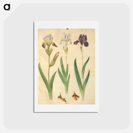 アートポストカード-Iris ×squalens
 - マリア ジビーラ メーリアン Postcard.