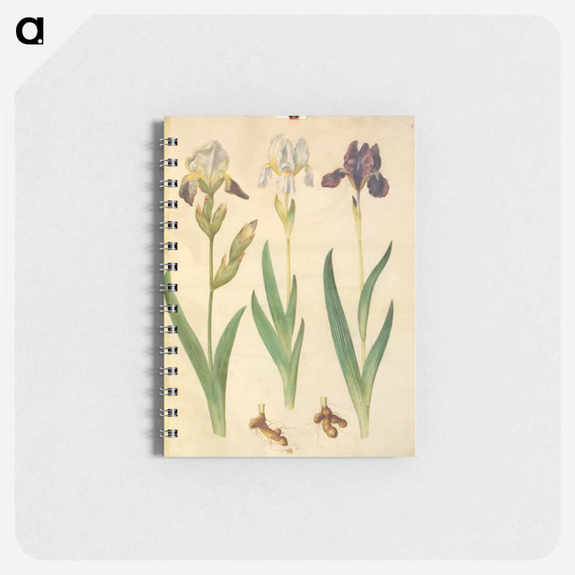 アートメモ帳-Iris ×squalens
 - マリア ジビーラ メーリアン Memo.