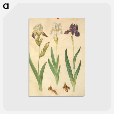 アートポストカード-Iris ×squalens
 - マリア ジビーラ メーリアン Postcard.