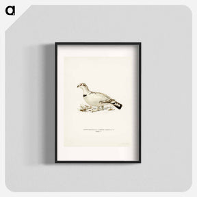 アートポスター-Capercaillie-Ptarmigan Hybrid
 - スヴェンスカ フォグラル Poster.