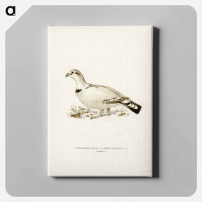 アートパネル-Capercaillie-Ptarmigan Hybrid
 - スヴェンスカ フォグラル Canvas.