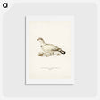 アートポストカード-Capercaillie-Ptarmigan Hybrid
 - スヴェンスカ フォグラル Postcard.
