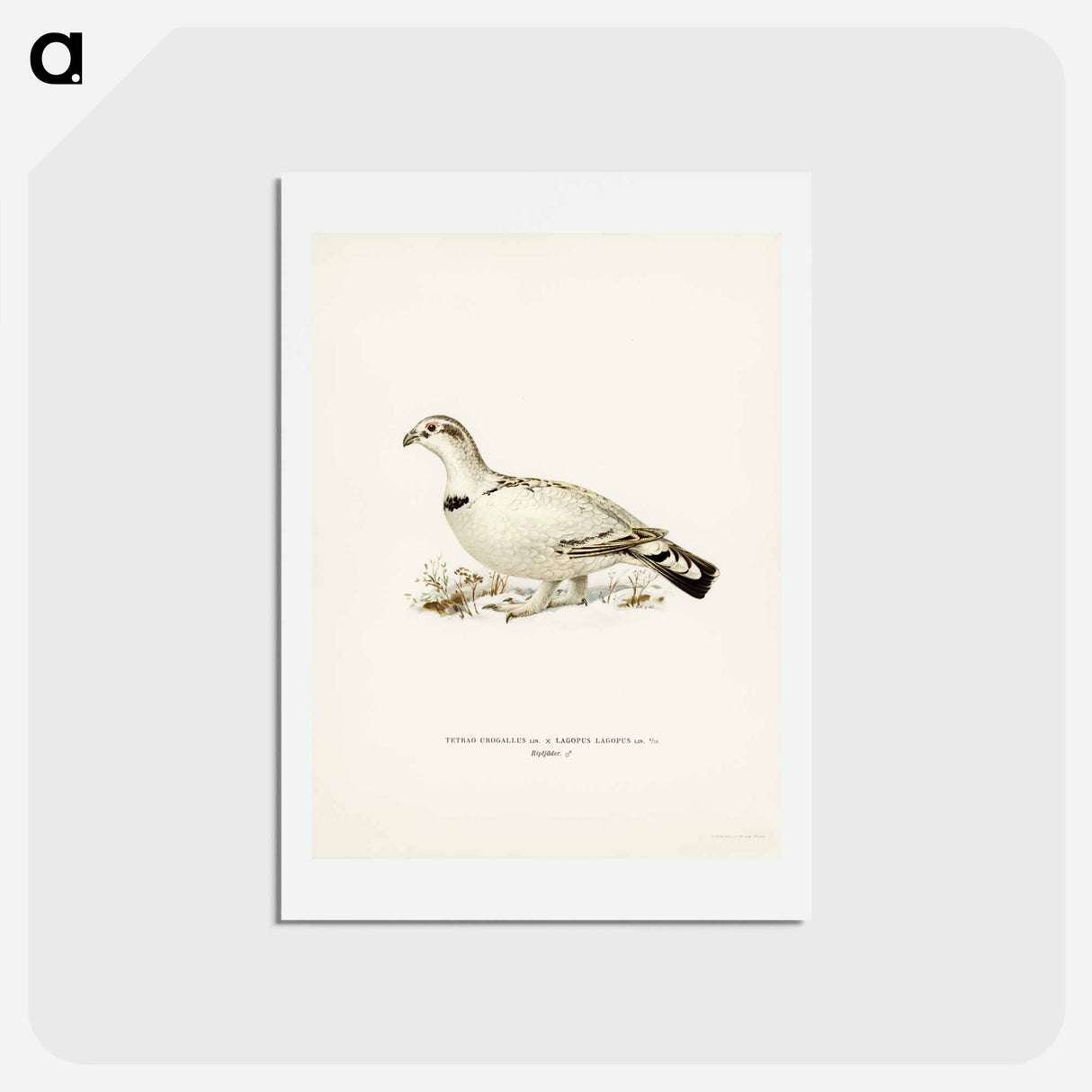 アートポストカード-Capercaillie-Ptarmigan Hybrid
 - スヴェンスカ フォグラル Postcard.