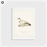 アートポストカード-Capercaillie-Ptarmigan Hybrid
 - スヴェンスカ フォグラル Postcard.