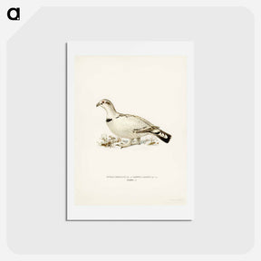 アートポストカード-Capercaillie-Ptarmigan Hybrid
 - スヴェンスカ フォグラル Postcard.