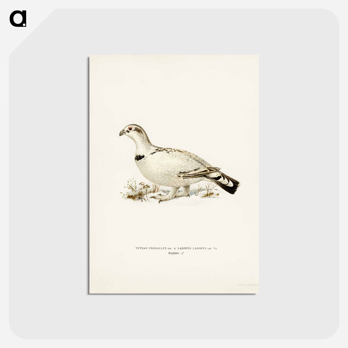 アートポストカード-Capercaillie-Ptarmigan Hybrid
 - スヴェンスカ フォグラル Postcard.