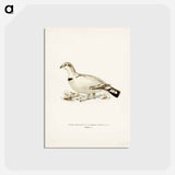 アートポストカード-Capercaillie-Ptarmigan Hybrid
 - スヴェンスカ フォグラル Postcard.