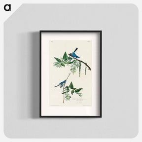 アートポスター-Blue-Grey Fly-catcher from Birds of America
 - アメリカの鳥たち Poster.