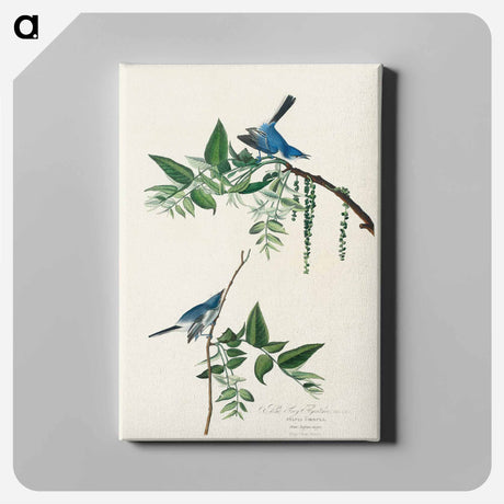 アートパネル-Blue-Grey Fly-catcher from Birds of America
 - アメリカの鳥たち Canvas.