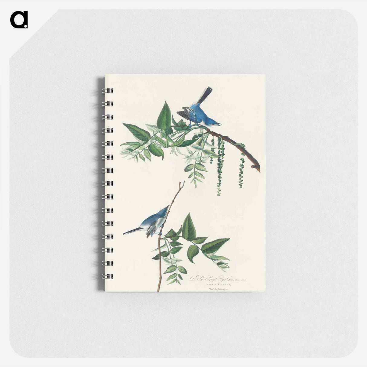 アートメモ帳-Blue-Grey Fly-catcher from Birds of America
 - アメリカの鳥たち Memo.