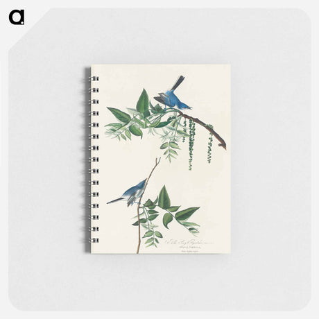 アートメモ帳-Blue-Grey Fly-catcher from Birds of America
 - アメリカの鳥たち Memo.