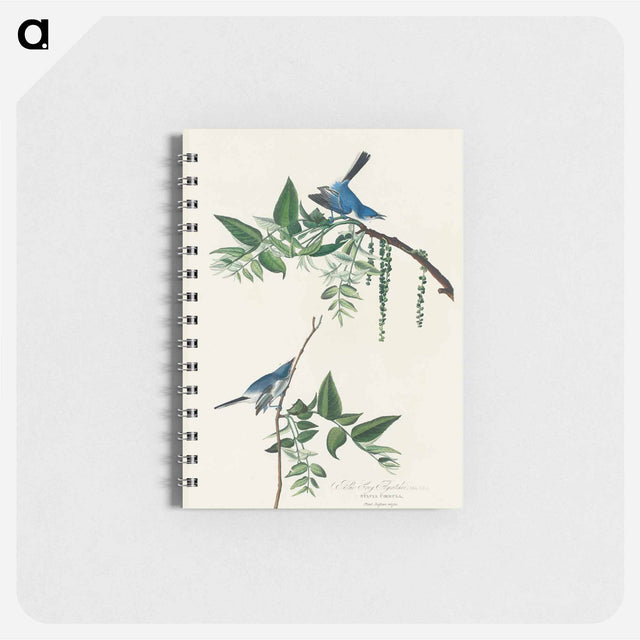 アートメモ帳-Blue-Grey Fly-catcher from Birds of America
 - アメリカの鳥たち Memo.