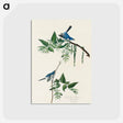 アートポストカード-Blue-Grey Fly-catcher from Birds of America
 - アメリカの鳥たち Postcard.