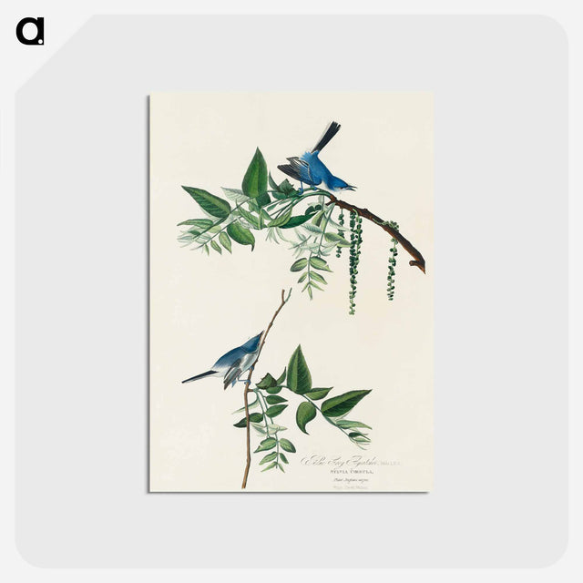 アートポストカード-Blue-Grey Fly-catcher from Birds of America
 - アメリカの鳥たち Postcard.