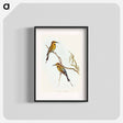 アートポスター-Australian Bee-eater
 - オーストラリアの鳥 Poster.