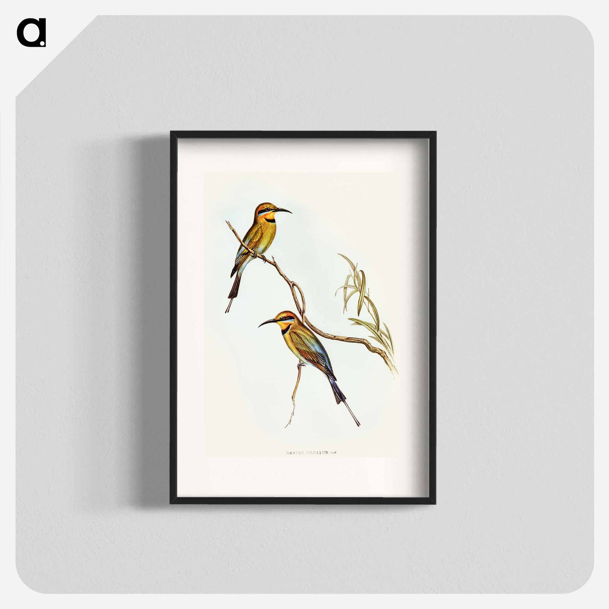 アートポスター-Australian Bee-eater
 - オーストラリアの鳥 Poster.