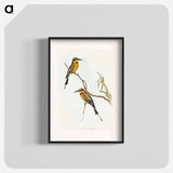 アートポスター-Australian Bee-eater
 - オーストラリアの鳥 Poster.