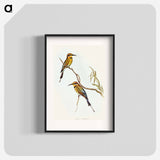 Australian Bee-eater
 - オーストラリアの鳥 Poster.