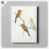 Australian Bee-eater
 - オーストラリアの鳥 Canvas.